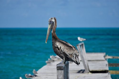 Arrival Transfer to Costa Mujeres Resorts